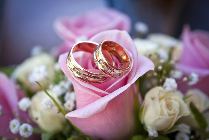 Engagement Rings on Pink Rose Stock Photo - Image of anniversary, engagement:  108882056