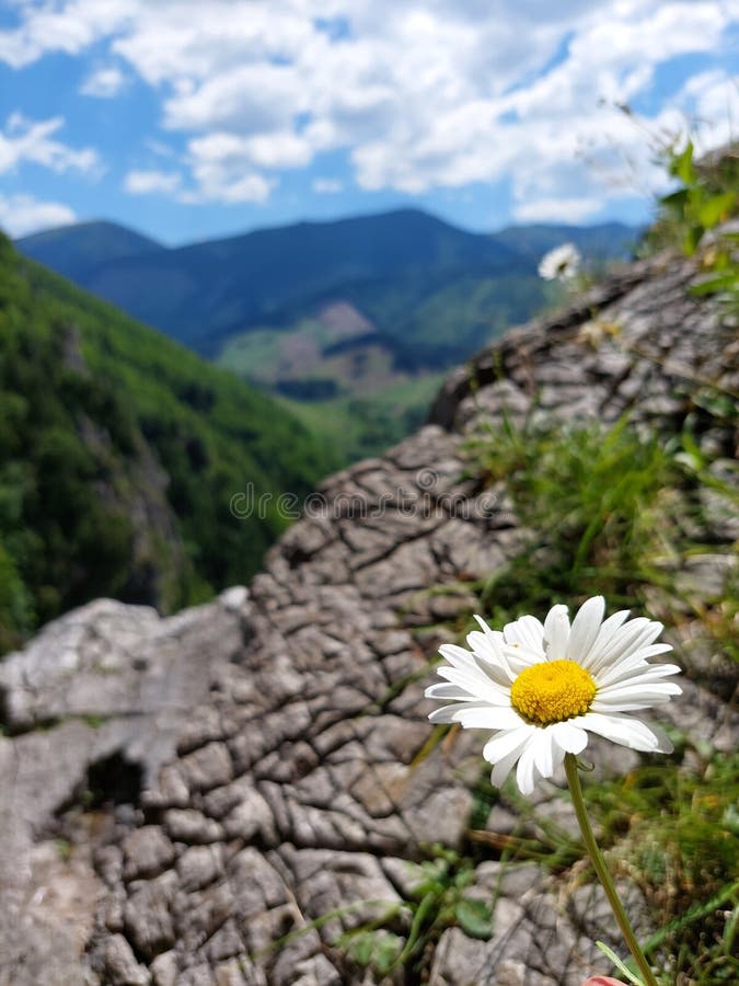 Kvetinové skaly Pohľad Príroda Slovensko
