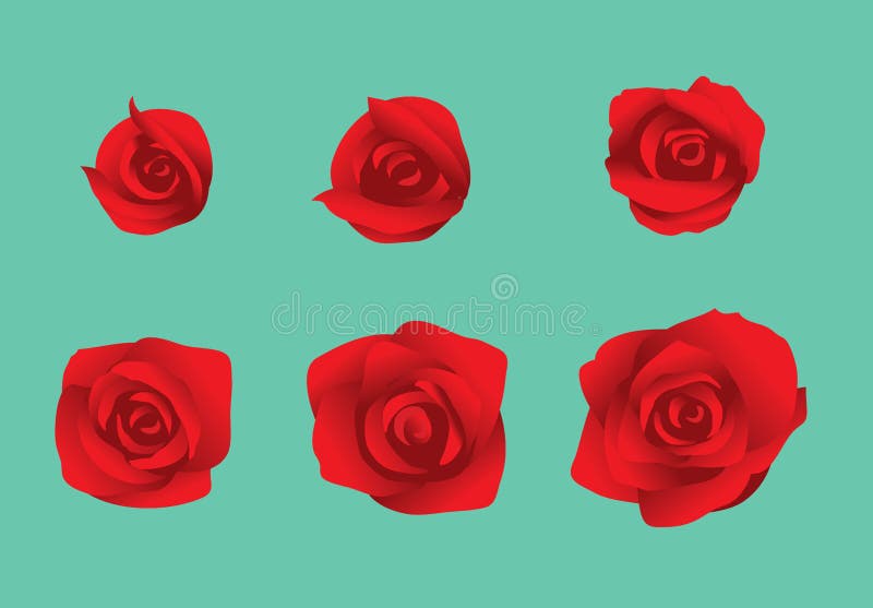 Flower Rose Blooming Sequence Frame Vector