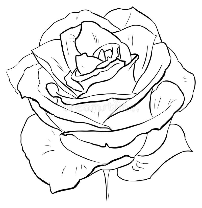 rose coloring stock illustrations – 5698 rose coloring