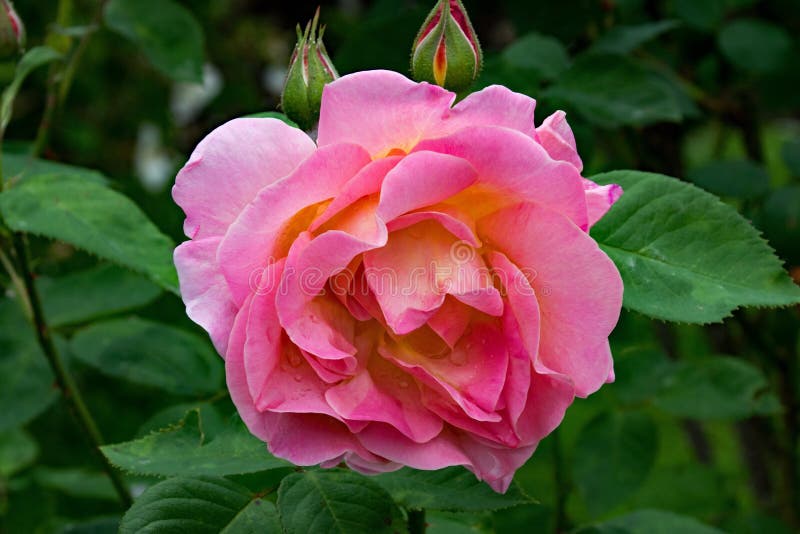 Flower, Rose, Rose Family, Plant Picture. Image: 100570592