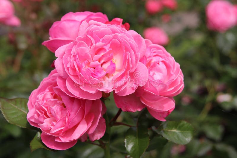 Flora Colonia Rose Kolner Flora Pink Shrub Rose Blooming in the Garden ...