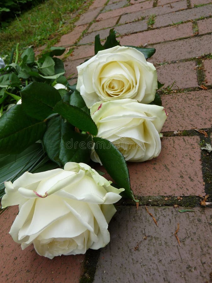 Flower, Rose, Plant, Rose Family Picture. Image 110550768