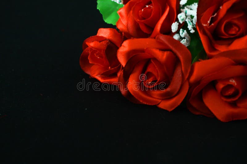 Flower Rose Red on Black Background. Photoshoot Valentine Day Stock Image -  Image of concept, love: 137011137