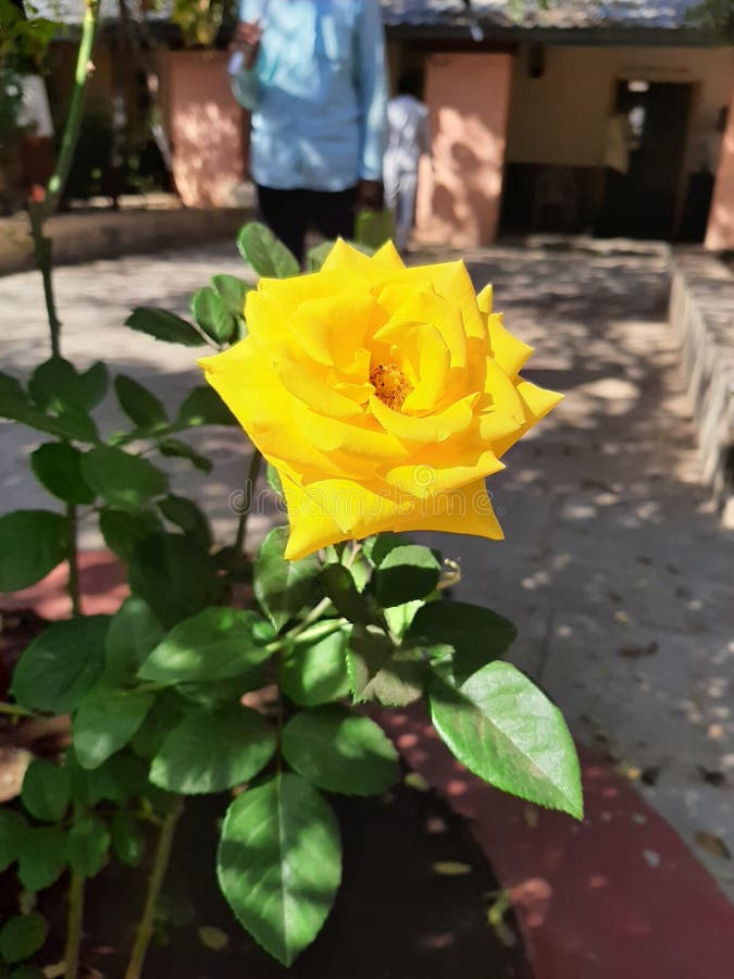 Rose in the Trees, the Flowers in a Beautiful Garde, Stock Photo Image of love, garde 133065546