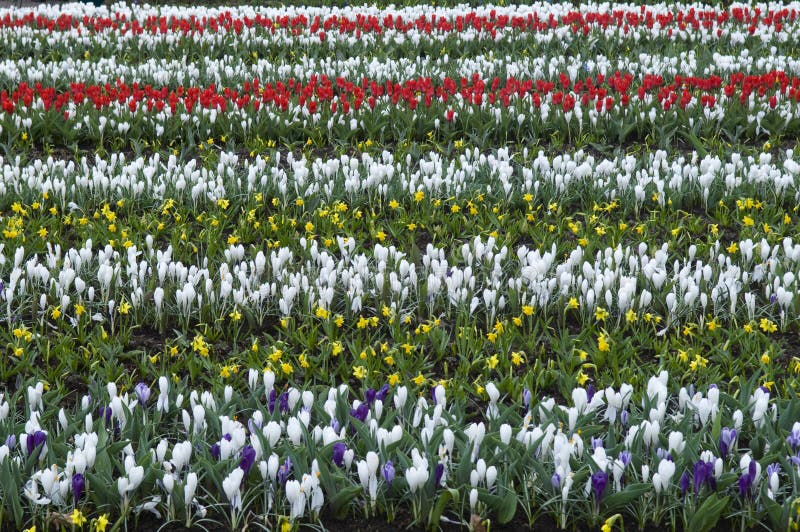Flower rows stock photo. Image of landscape, gardens 23113092