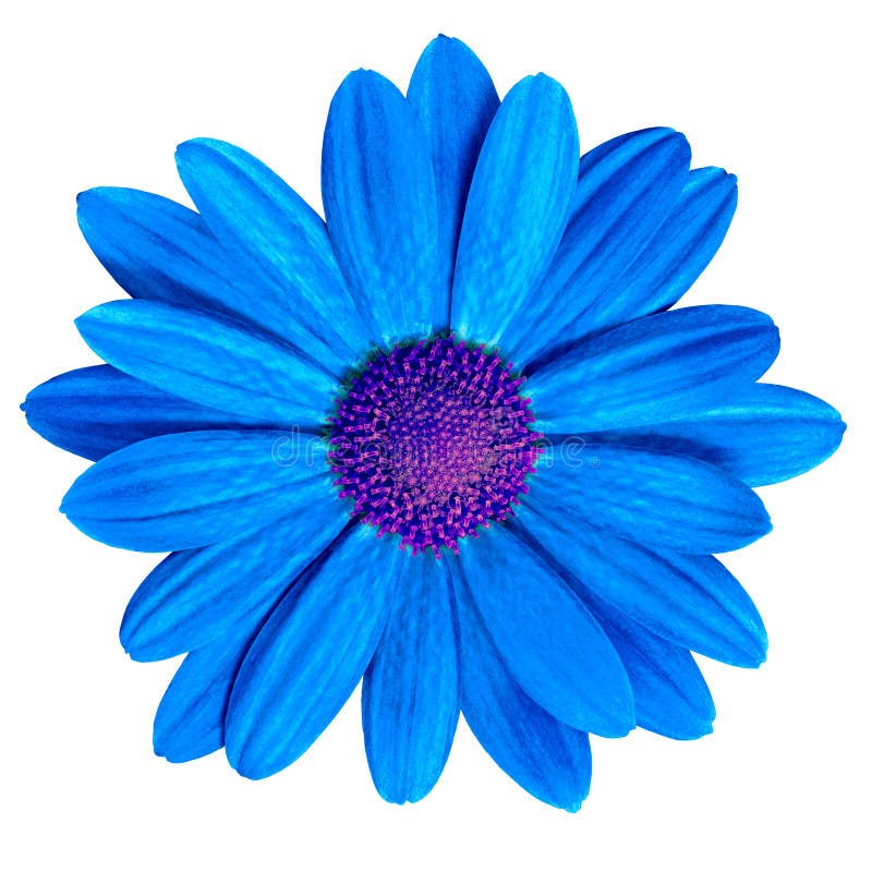 473,867 Daisy Stock Photos - Free & Royalty-Free Stock Photos from