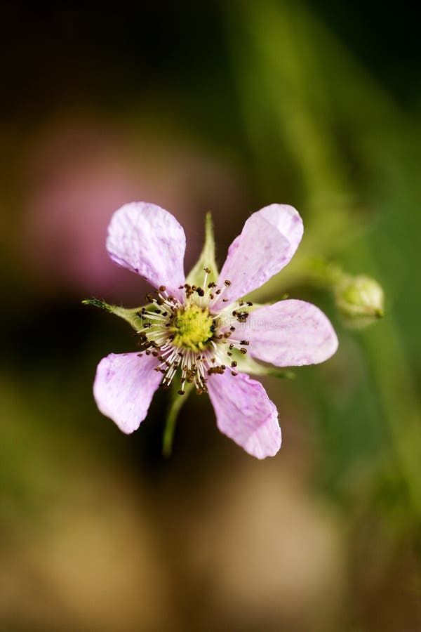 Flower Rubus occidentalis Rosaceae family macro background fine art in high quality prints products fifty megapixels stock image Flower Rubus occidentalis Rosaceae family macro background fine art in high quality prints products fifty megapixels stock image