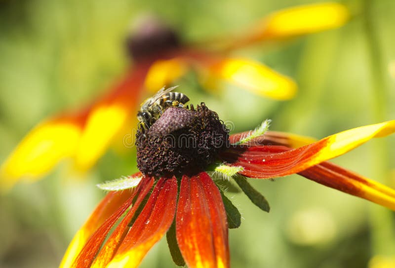 Flower Rudbeckia stock photo Image of velvet rudbeckia 42711828 Flower Rudbeckia stock photo Image of velvet rudbeckia 42711828