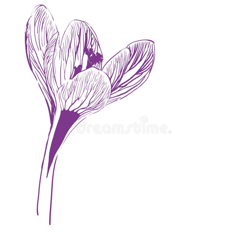 Flower of saffron stock vector. Illustration of decoration 98501000