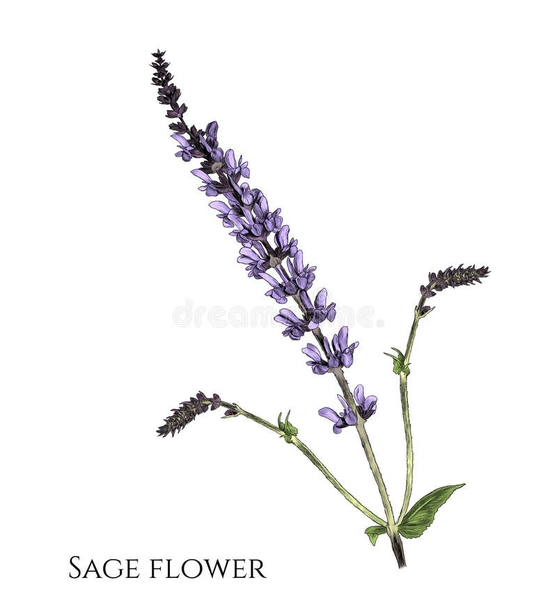 Flower sage branch with appendages stock illustration Flower sage branch with appendages stock illustration