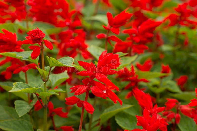 Flower Salvia splendens red