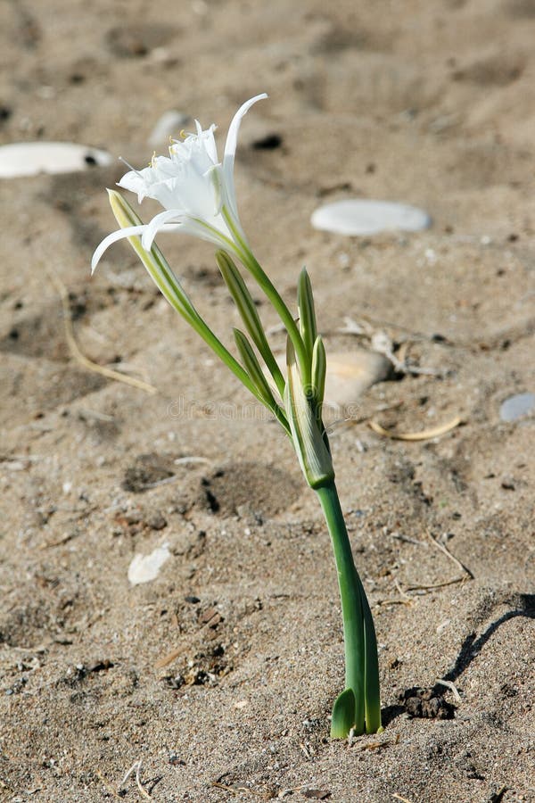 Flower in Sand stock image. Image of close, summer, island 11399915
