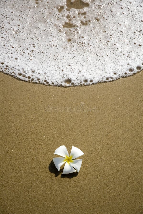 Flower with sand and sea