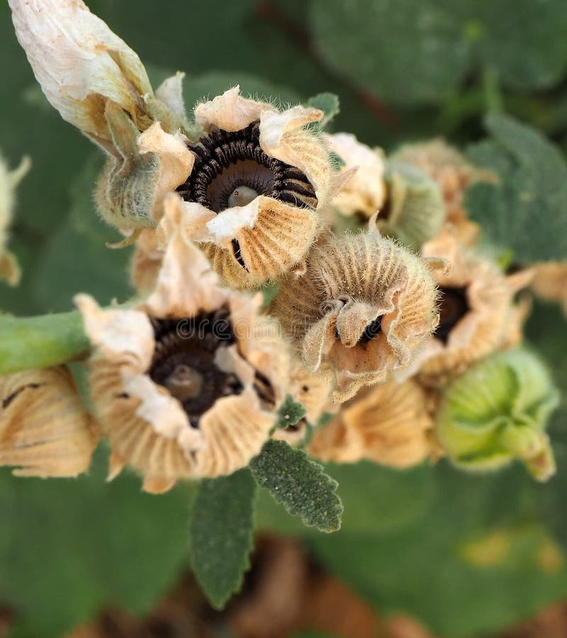 Flower Seed, Plant Seeds, Dried Flower Seed, Close Up Stock Photo