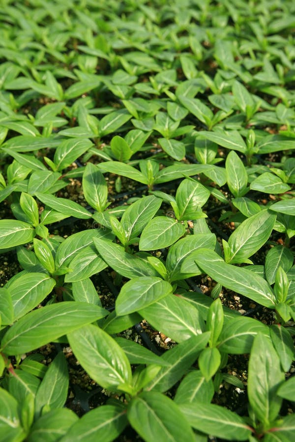 Flower seedlings. stock photo. Image of farming, closeup 13155406