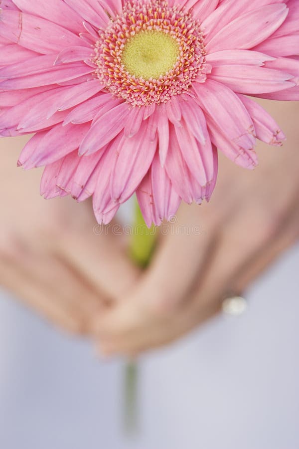 Flower of the Shade of Pink Stock Image Image of fashion, flowers 325777