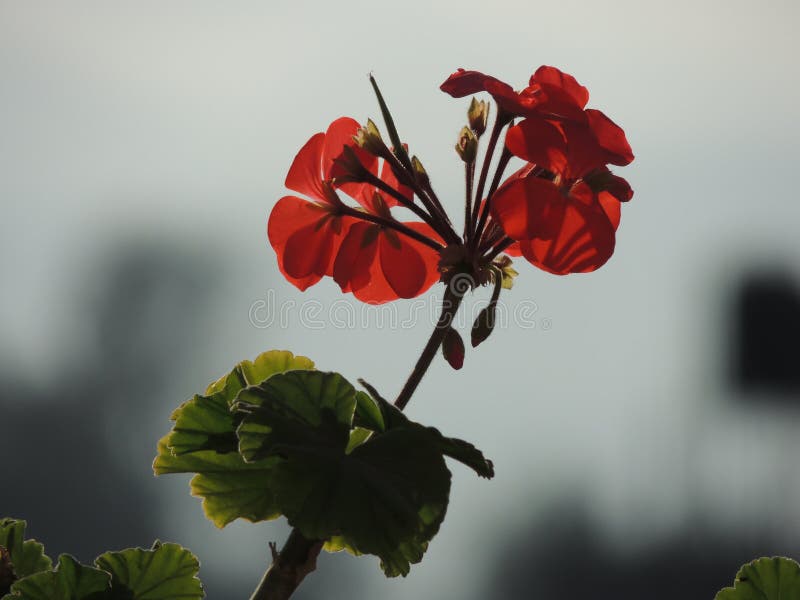 Flower on Shadow