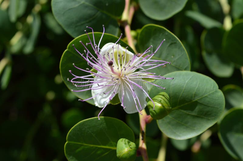Flower of Sicily, Closeup of a Beautiful Caper Flower, Nature, Macro