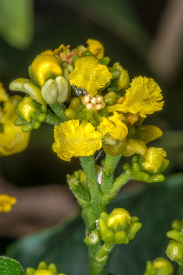 Flower of Silver Peanut Butter Fruit Tree Stock Image Image of leaf