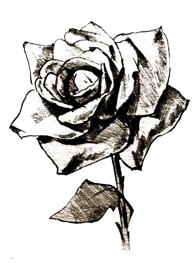 Flower single rose black white fresh nature summre