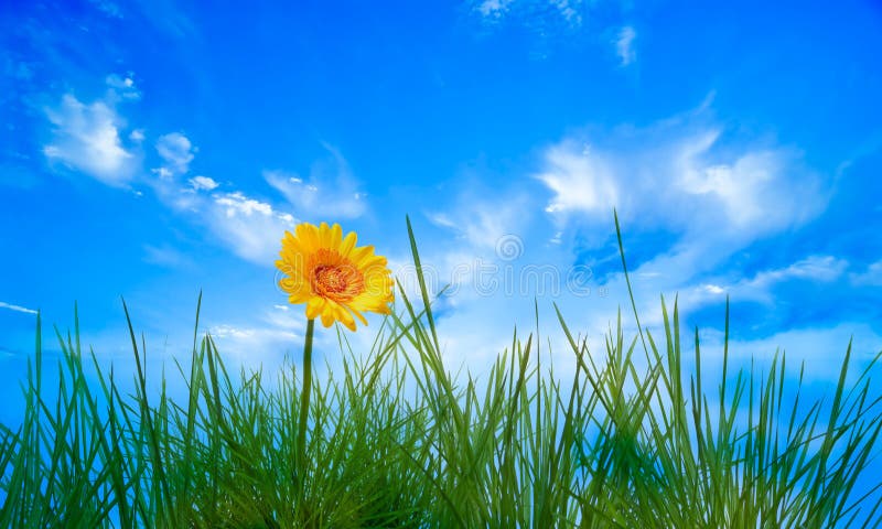 Flower and sky stock photo. Image of decor, light, macro - 8036534