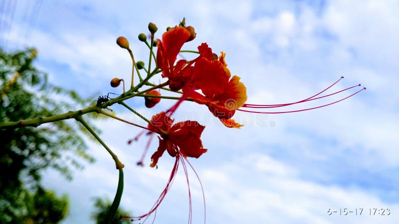 Flower & Sky stock photo Flower & Sky stock photo