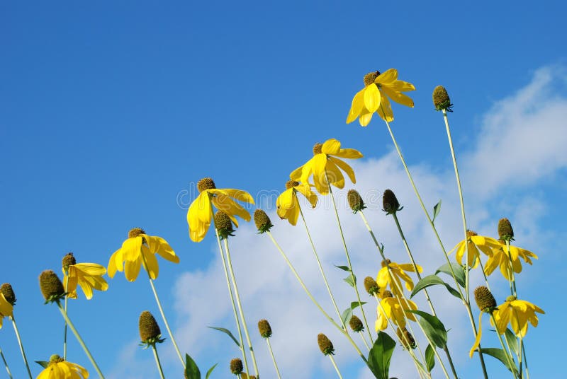 Flower, Sky, Yellow, Flora Picture. Image 95905867