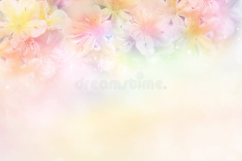 Flower soft background in pastel tone for valentine