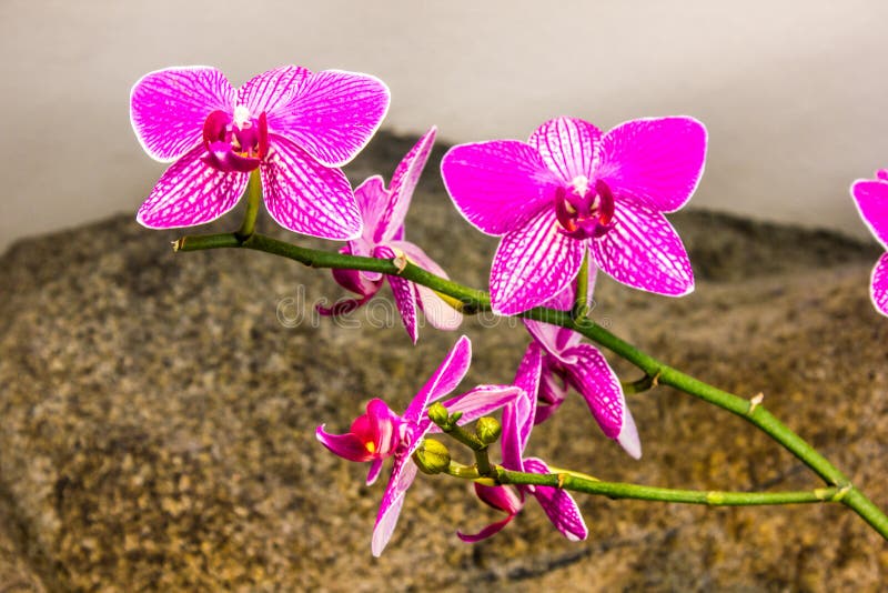A Beautiful Tropical Flower in Bloom Stock Image Image of beautiful