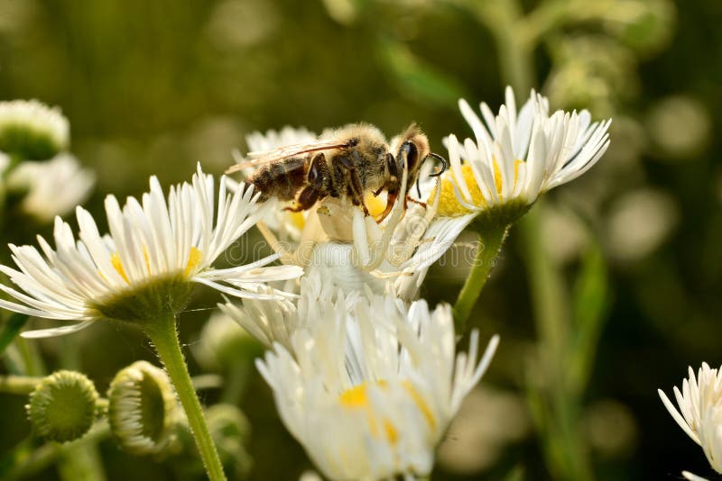 The Flower Spider Eats the Bee Stock Photo Image of insects, crab