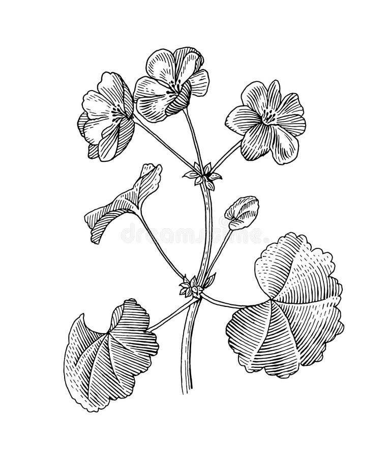 Vector botany illustration  geranium flower in black and white  Geranium  tattoo Flower line drawings Flower tattoo shoulder