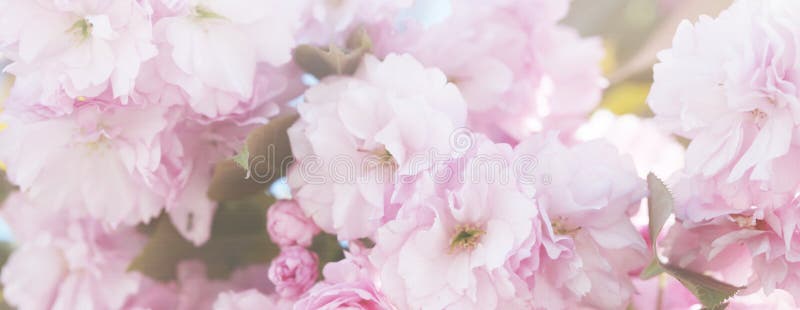 Flower spring bouquet with leaf. Soft focus. Nature blur background. Pink color royalty free stock photography.