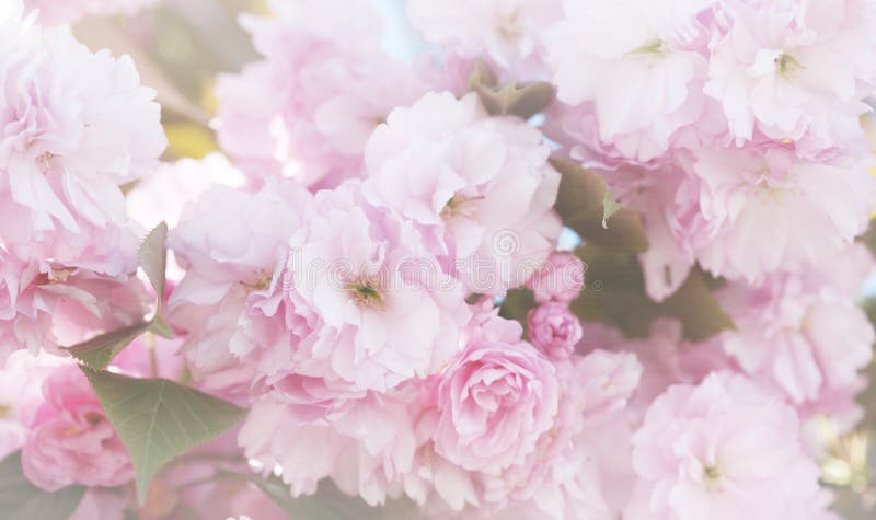 Flower spring bouquet with leaf. Soft focus. Nature blur background. Pink color stock photos
