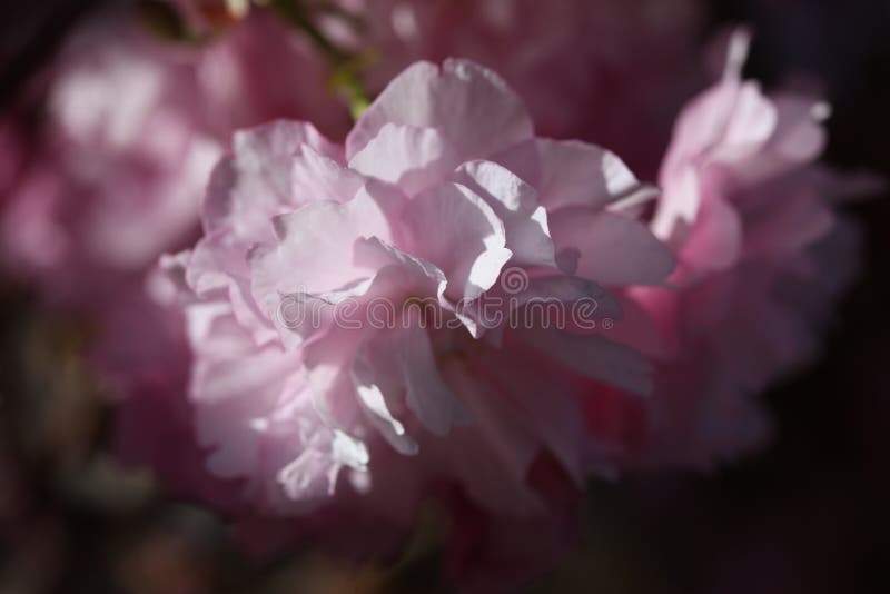 Flower spring bouquet. Soft focus. Nature blur background. Pink color royalty free stock photography