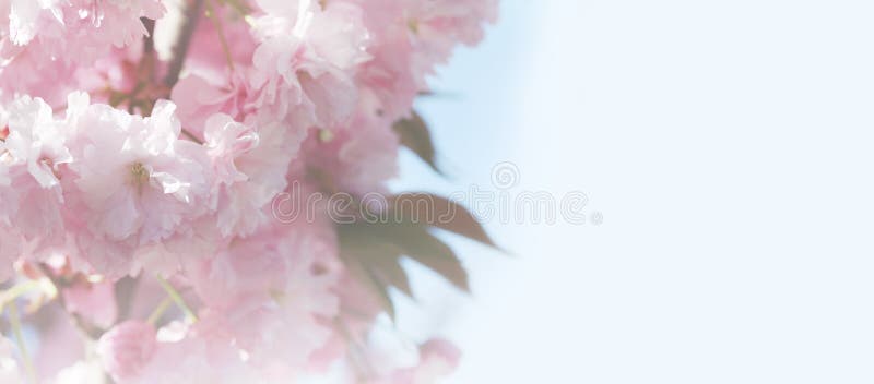 Flower spring bouquet. Soft focus. Nature blur background. Pink color stock photos