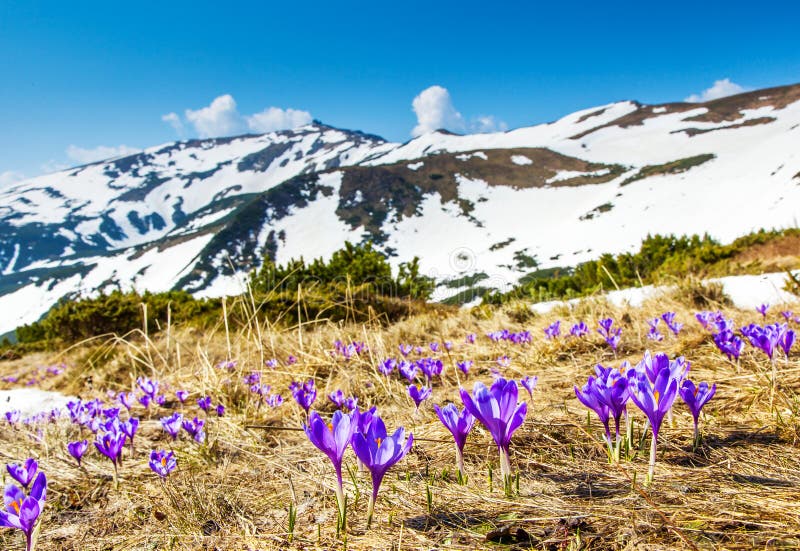 Spring Landscape And Beautiful Crocus Flowersfagaras Mountains