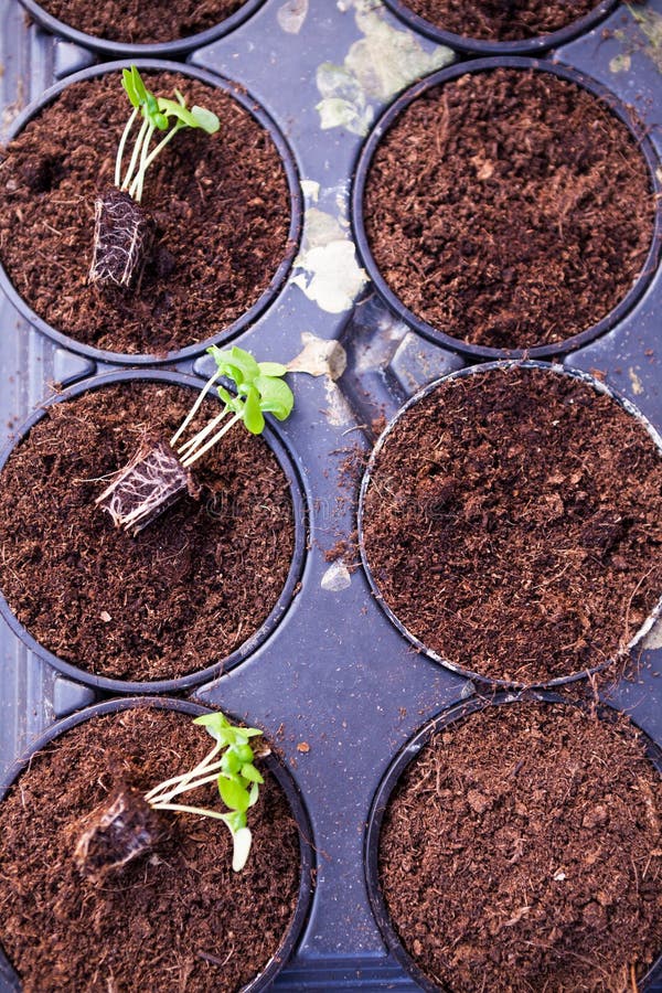 Flower sprouts stock image. Image of conservation, seedling 33999409