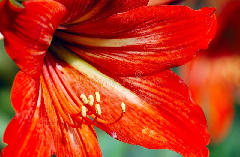 Flower And Stamens Picture. Image 4778835