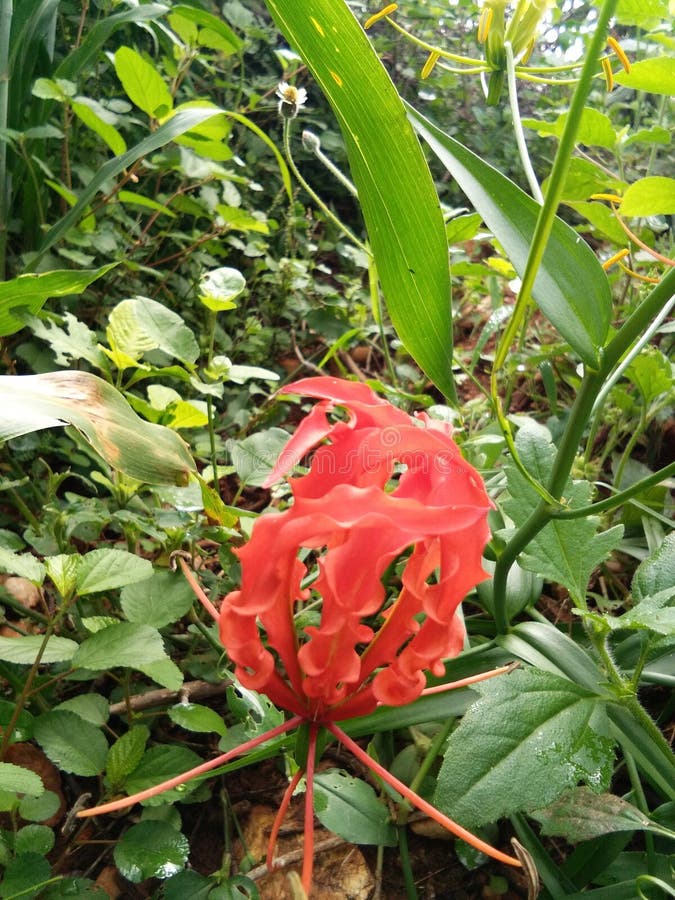 Tamil flower stock photo. Image of flower, main, tamil 103109278