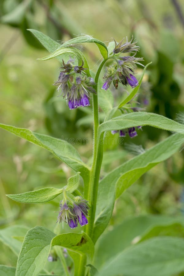 symphytum officinale medicinal symphytum officinale medicinal