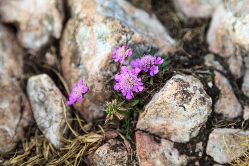 Flower between the stones stock image. Image of floral 38492773