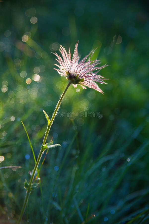 Flower in the summer fild stock photography Flower in the summer fild stock photography