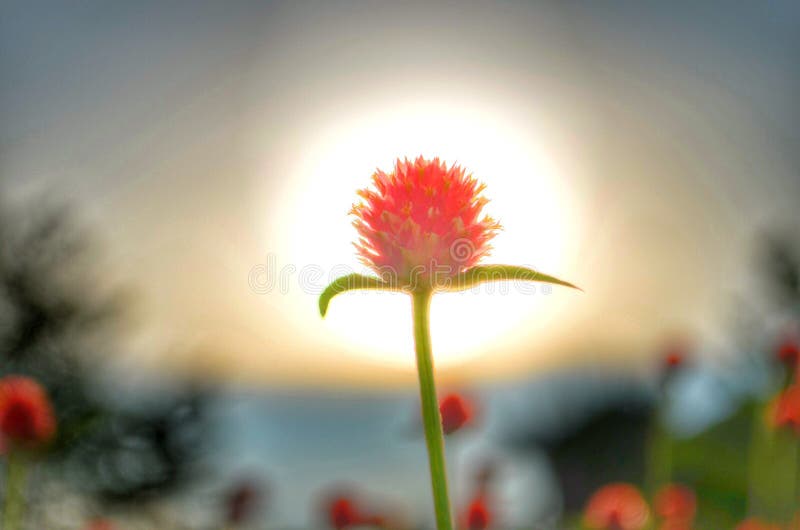 Flower in the sun