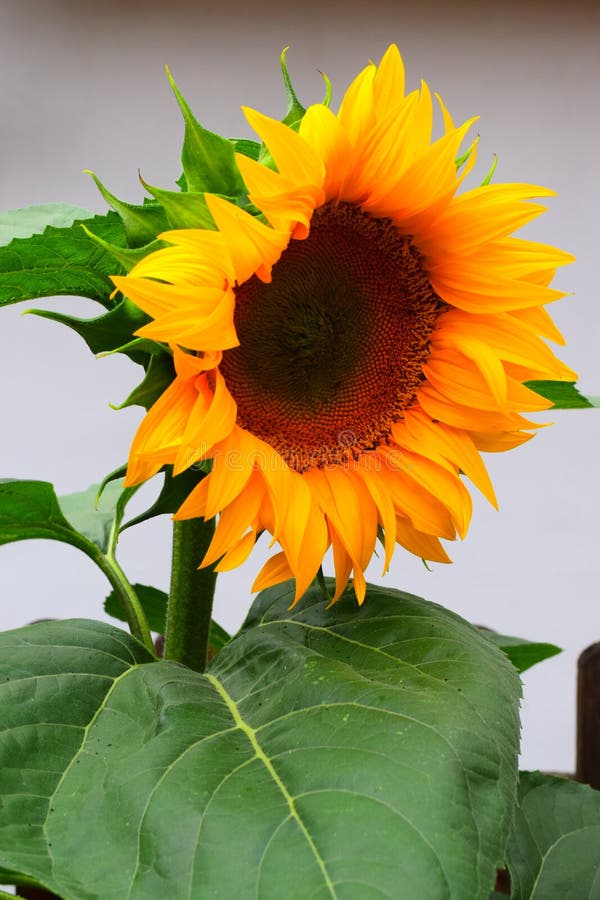 Flower, Sunflower, Flowering Plant, Plant Picture. Image 100637763