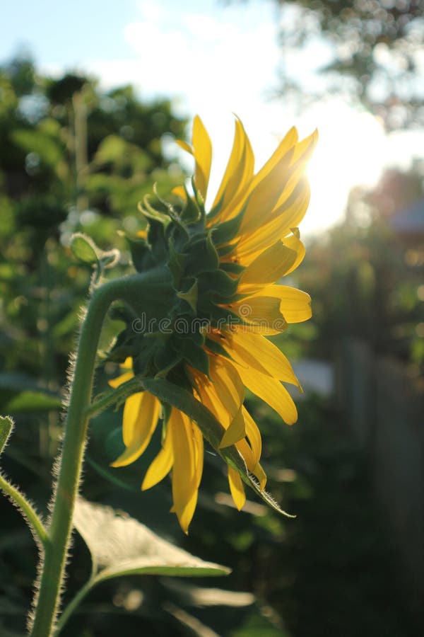 Flower, Sunflower, Plant, Yellow Picture. Image 109022882