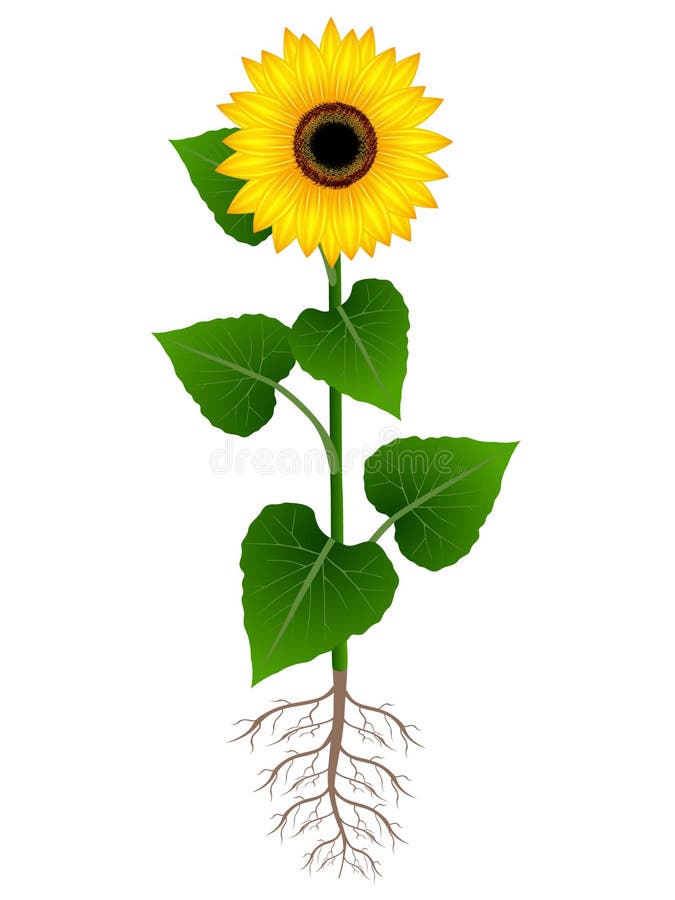 Flower Of Sunflower With Roots On White Background. Stock