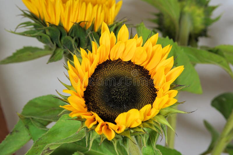 Flower, Sunflower, Sunflower Seed, Plant Picture. Image 100197604