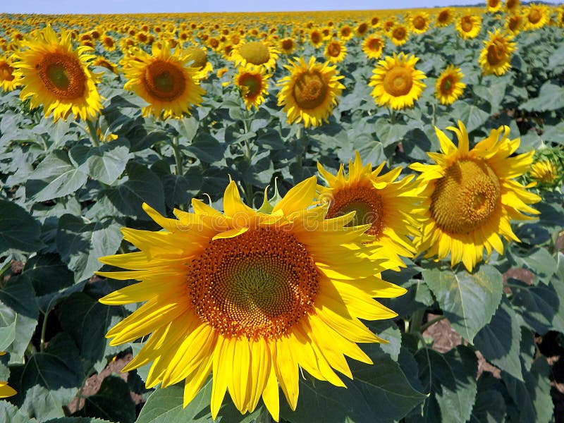 Flower Sunfloweryellow Flower Stock Image Image Of Flower Field
