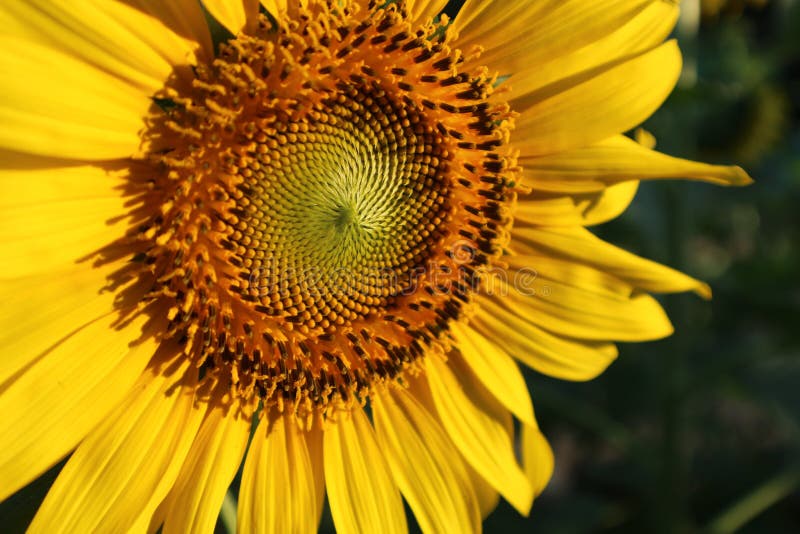 Flower, Sunflower, Yellow, Sunflower Seed Picture. Image 109022977